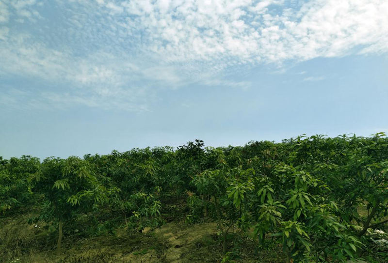 愛(ài)普豐澤晟華：為農(nóng)服務(wù)，我們是快樂(lè)的