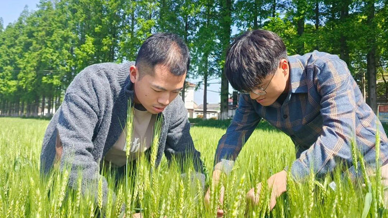 揭秘增產(chǎn)背后的“浙農(nóng)耘”服務(wù)密碼